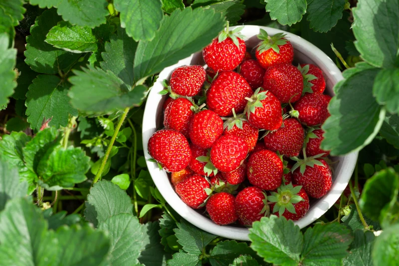producteur fraises bio 78 yvelines