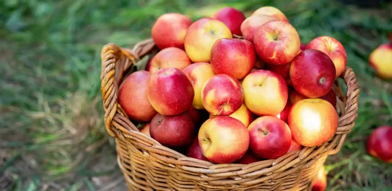 C’est la saison des pommes et des poires !
