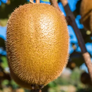 kiwi fruit ile de france 78